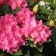 Rhododendron hybride Rocket