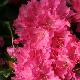 Rhododendron hybride Rocket