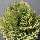 Chamaecyparis Minima Glauca