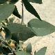 Eucalyptus Debeuzevillei