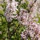 Lilas de Rouen blanc
