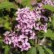 Lilas de Rouen