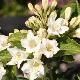 Weigelia Milk And Honey