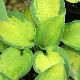 Hosta 'Color Festival'