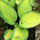 Hosta 'Color Festival'