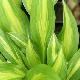 Hosta 'Cherry Berry'