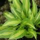 Hosta 'Cherry Berry'