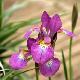 Iris sibirica 'Red Flare'