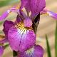 Iris sibirica 'Red Flare'