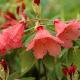 Rhododendron Old Copper