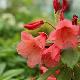 Rhododendron Old Copper