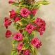 Weigelia Moulin Rouge