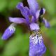 Iris sibirica 'Blue King'