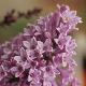 Lilas de Miss Preston pourpre