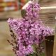 Lilas de Miss Preston pourpre