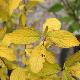 Cornouiller stolonif�re Hedgerows Gold