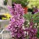 Lilas de Miss Preston pourpre