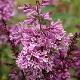 Lilas de Miss Preston pourpre
