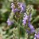 Lavande Grosso