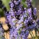 Lavande Grosso