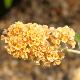 Buddleia Sungold