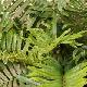  Blechnum tabulare