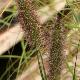 Pennisetum viridescens