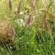 Pennisetum viridescens