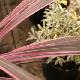 Cordyline australis 'Pink Fire'