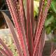 Cordyline australis 'Pink Fire'