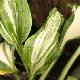 Hosta 'Undulata Mediovariegata'