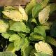 Hosta 'Color Festival'