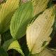 Hosta 'Color Festival'