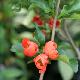 Chaenomeles speciosa 'Orange Trail'