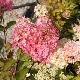 Hortensia � panicules Fraise Melba