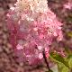 Hortensia � panicules Fraise Melba