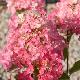 Hortensia � panicules Fraise Melba