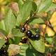 Aronia autumn magic