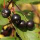 Aronia autumn magic