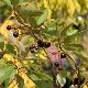 Aronia autumn magic
