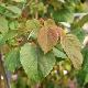 Idesia polycarpa