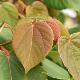 Idesia polycarpa
