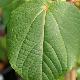 Idesia polycarpa