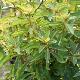 Clethra barbinervis