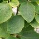 Styrax hemsleyanus