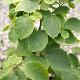 Styrax hemsleyanus