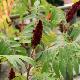 Sumac de Virginie