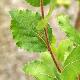 Bouleau pumila