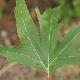 Platane � feuilles digit�es