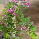 Lespedeza bicolor 'Summer Beauty'